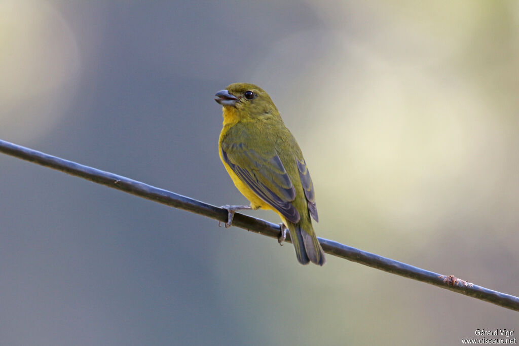 Thick-billed Euphonia female adult