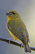 Thick-billed Euphonia