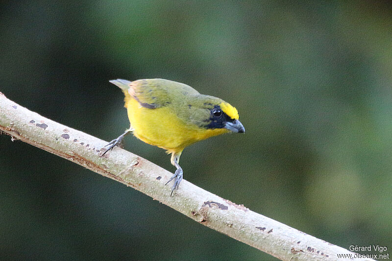 Thick-billed Euphonia male juvenile