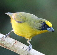 Thick-billed Euphonia