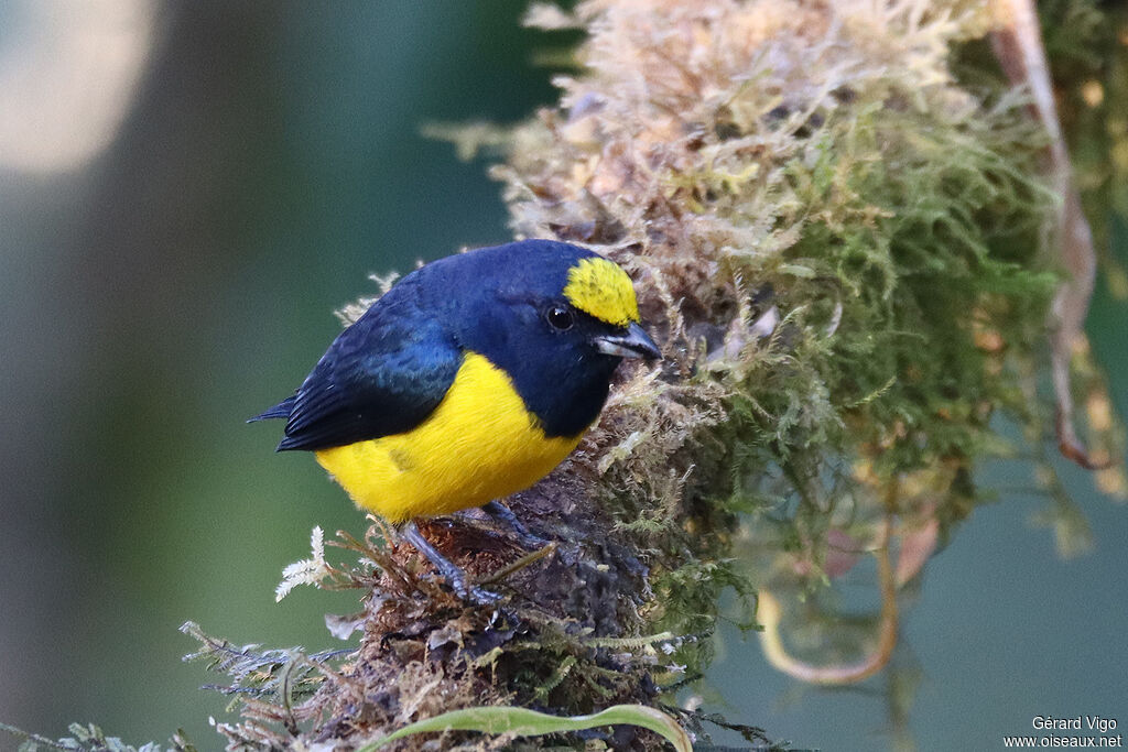 Yellow-crowned Euphoniaadult