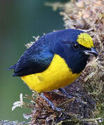 Yellow-crowned Euphonia