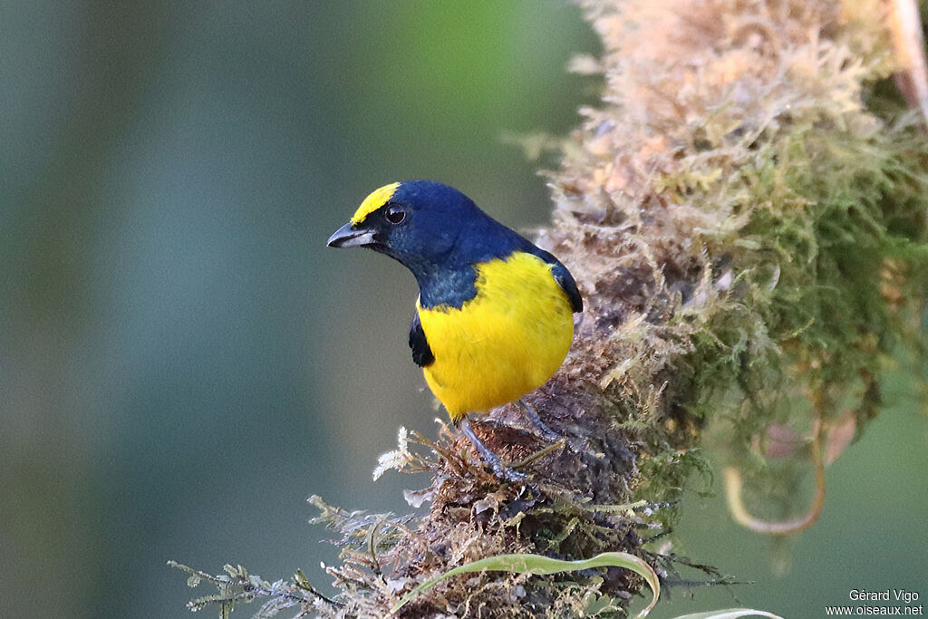 Yellow-crowned Euphoniaadult