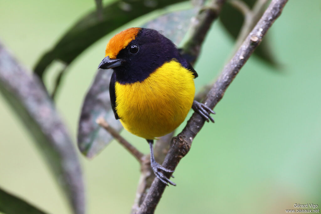 Tawny-capped Euphonia male adult