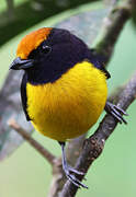 Tawny-capped Euphonia