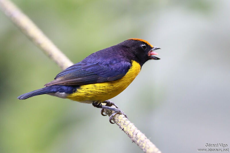 Tawny-capped Euphonia male adult