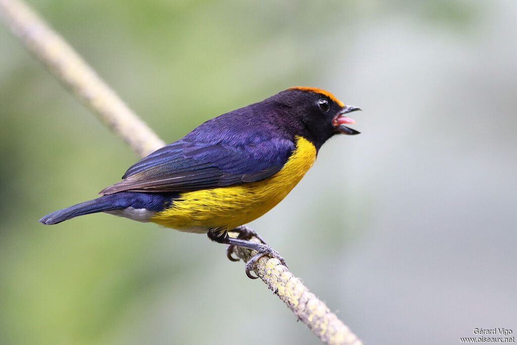 Tawny-capped Euphonia male adult