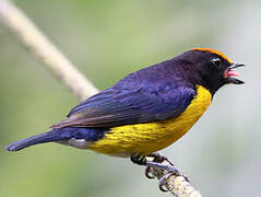 Tawny-capped Euphonia