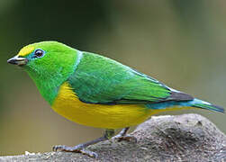 Blue-naped Chlorophonia