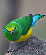 Blue-naped Chlorophonia