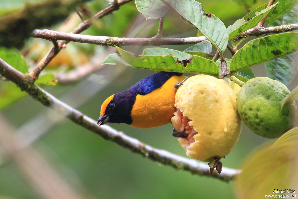 Orange-bellied Euphonia male adult