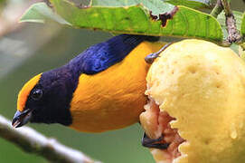 Orange-bellied Euphonia