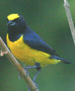 White-vented Euphonia