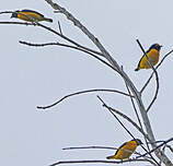 Organiste de brousse