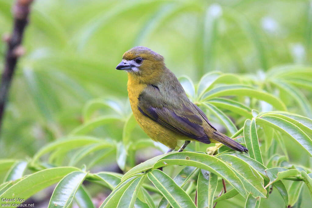 Organiste fardé mâle adulte, identification