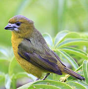 White-lored Euphonia