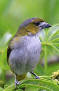 White-lored Euphonia