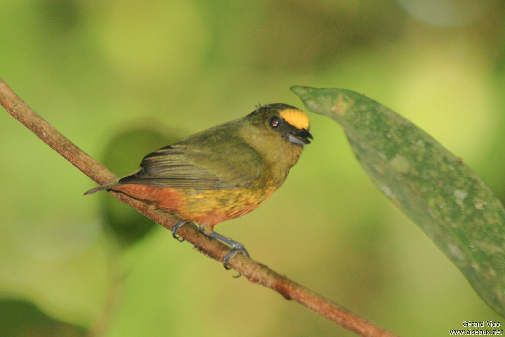 Olive-backed Euphoniaadult