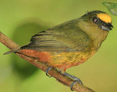 Olive-backed Euphonia