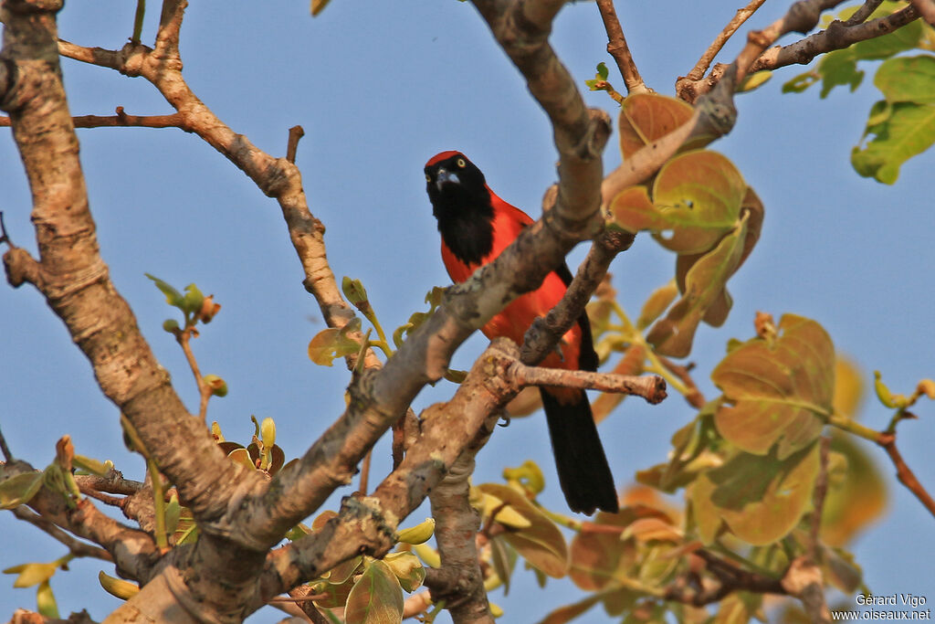 Oriole à dos orangeadulte