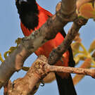 Oriole à dos orange