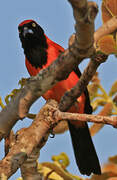 Orange-backed Troupial