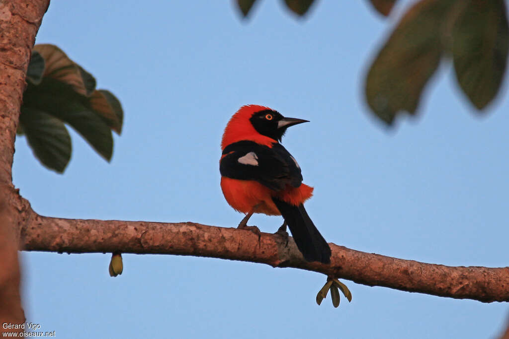 Oriole à dos orangeadulte, composition