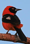 Orange-backed Troupial