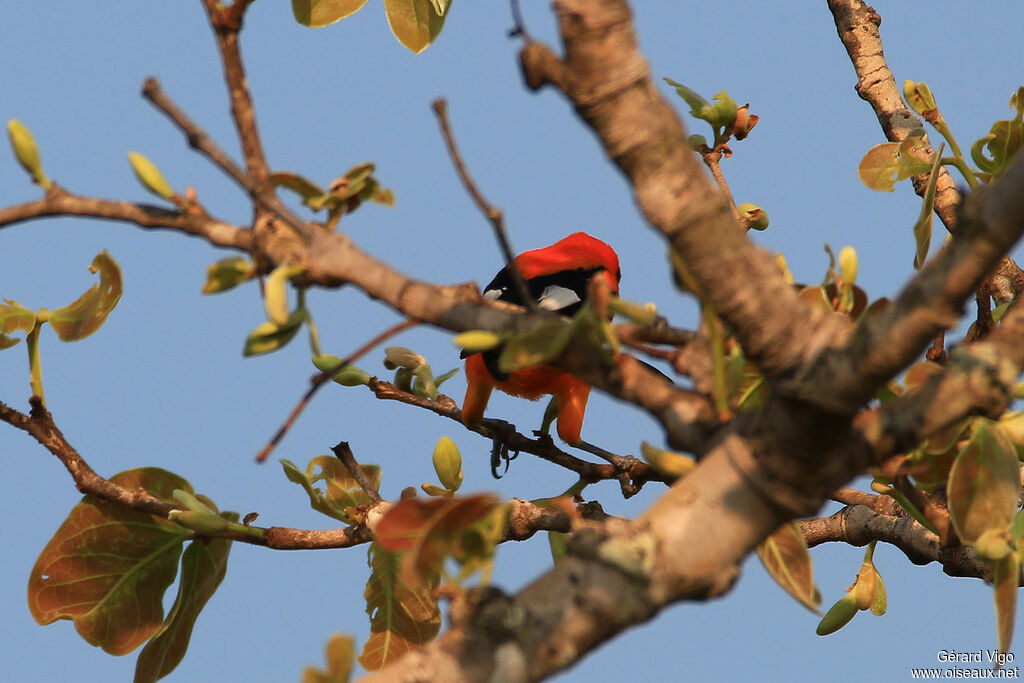 Oriole à dos orangeadulte