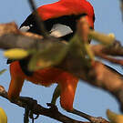 Oriole à dos orange