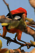 Orange-backed Troupial