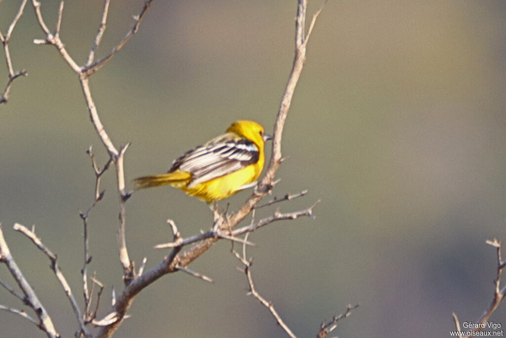 Oriole à dos rayé