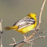 Oriole à dos rayé