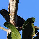 Oriole à épaulettes