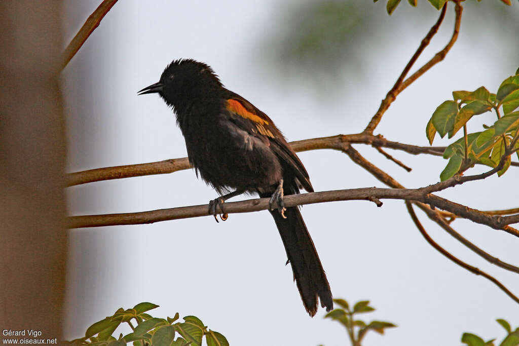 Oriole à galonsadulte, identification