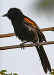 Oriole à galons