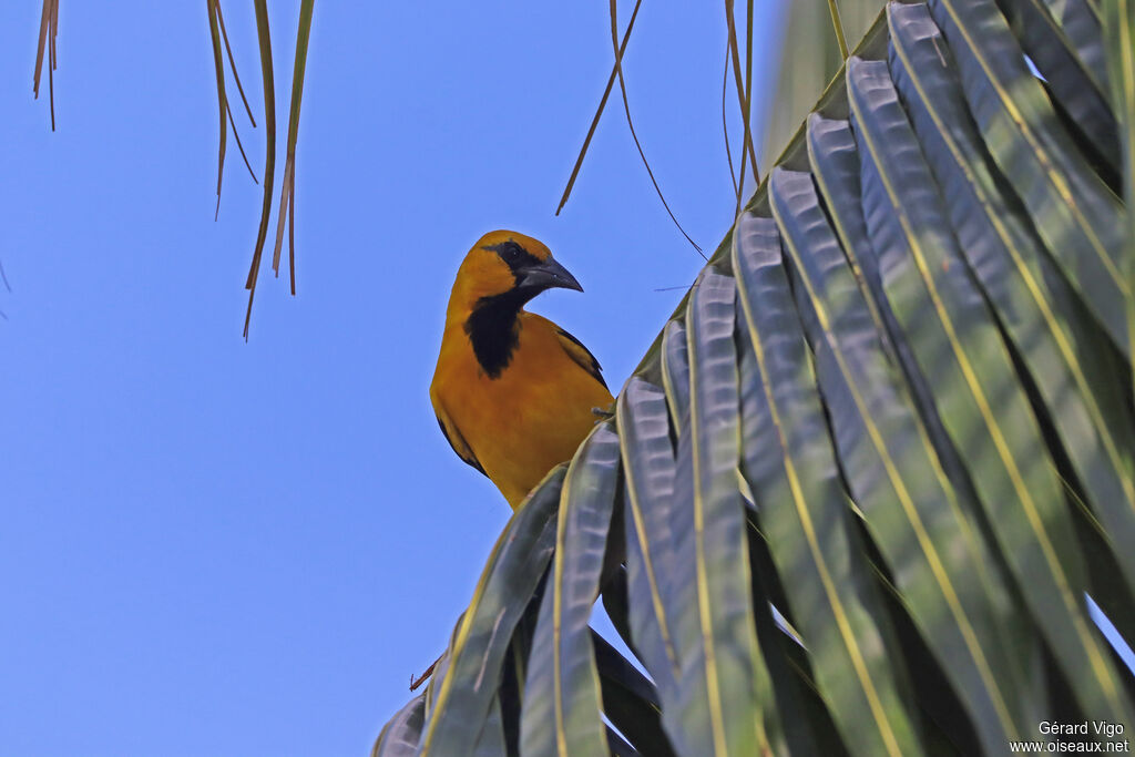 Oriole à gros bec