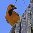 Oriole à gros bec