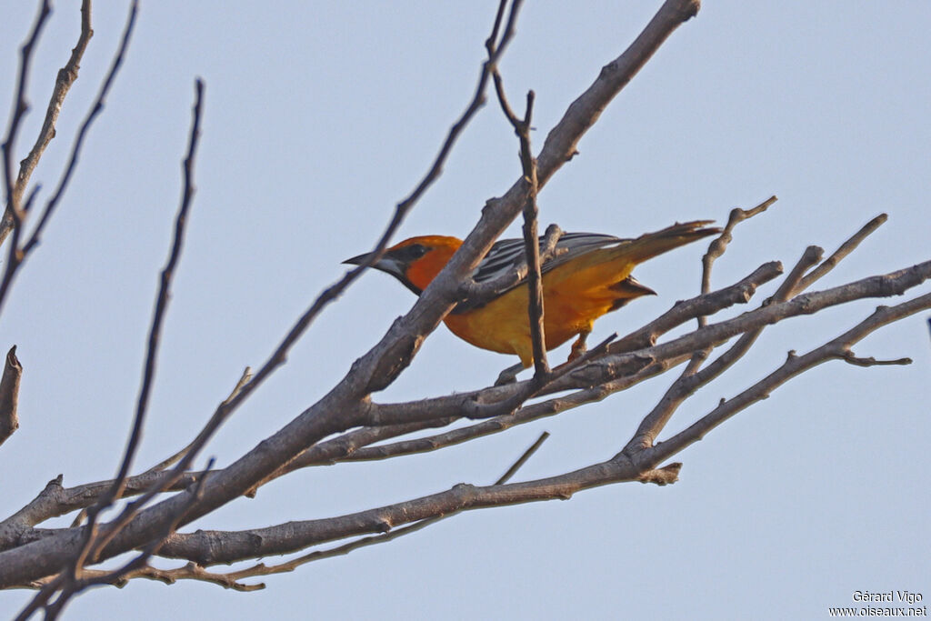Oriole à gros bec