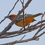 Oriole à gros bec