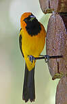 Oriole à tête d'or