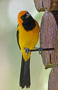 Orange-crowned Oriole