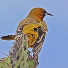 Oriole cul-noir