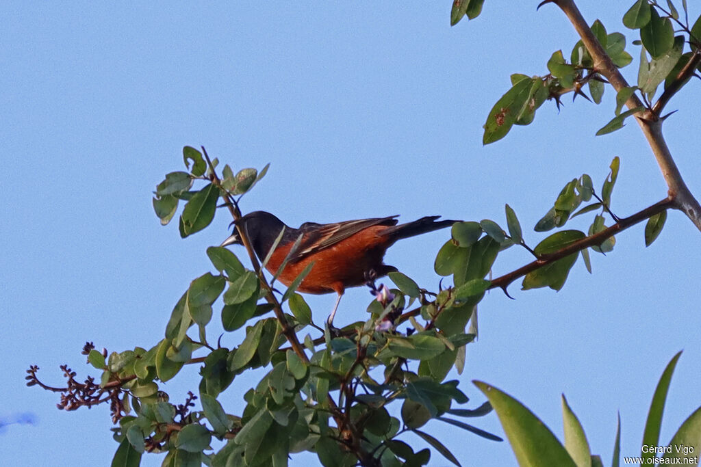 Oriole des vergers mâle adulte