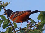 Oriole des vergers