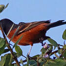 Oriole des vergers