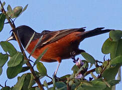 Orchard Oriole