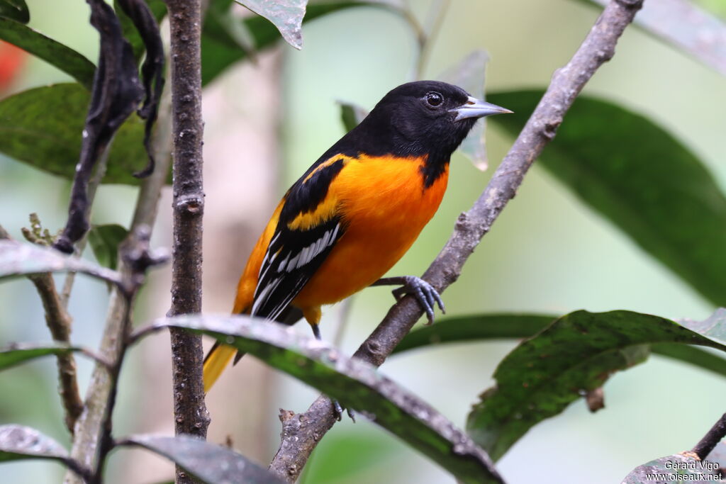 Baltimore Oriole male adult