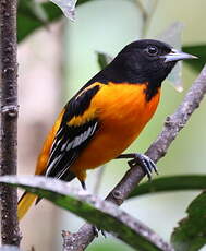 Oriole du Nord