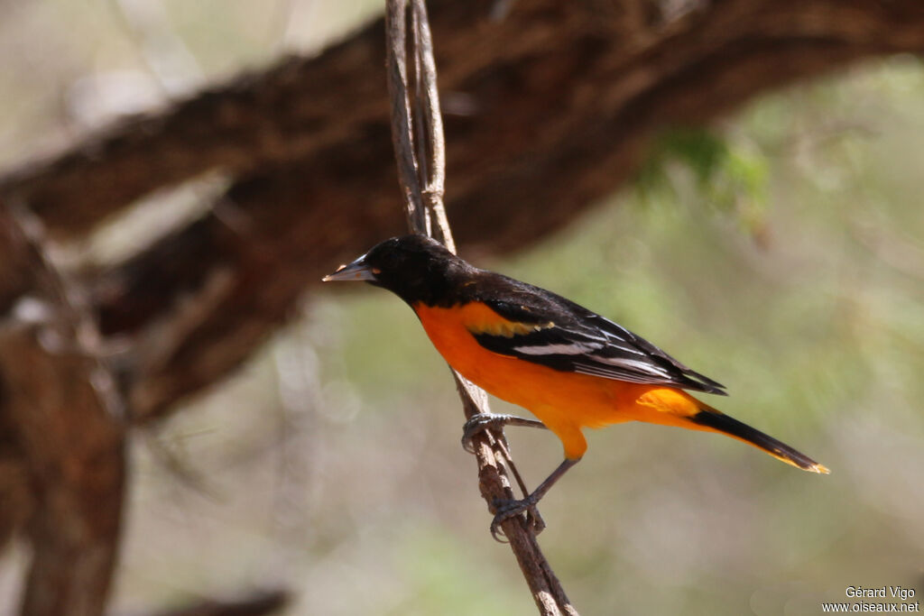 Oriole du Nord mâle adulte